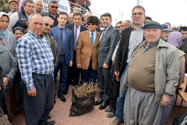 Kişniş fideleri üreticinin yüzünü güldürdü