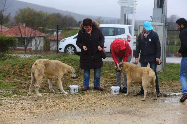 Gönüllü eller can dostlara uzandı