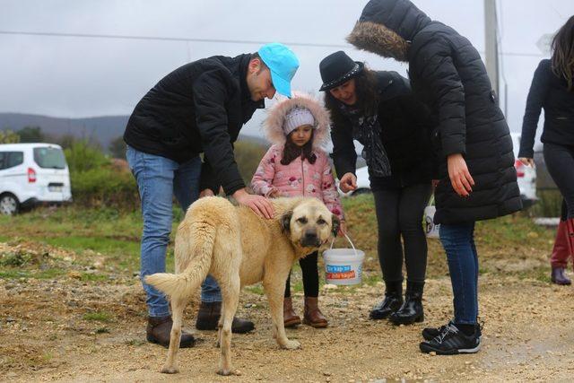 Gönüllü eller can dostlara uzandı