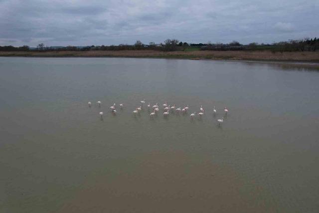 Flamingolar B&uuml;y&uuml;k&ccedil;ekmece G&ouml;l&uuml;&rsquo;nde g&ouml;r&uuml;nt&uuml;lendi 1