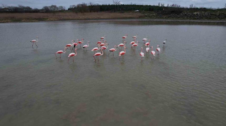 Flamingolar B&uuml;y&uuml;k&ccedil;ekmece G&ouml;l&uuml;&rsquo;nde g&ouml;r&uuml;nt&uuml;lendi