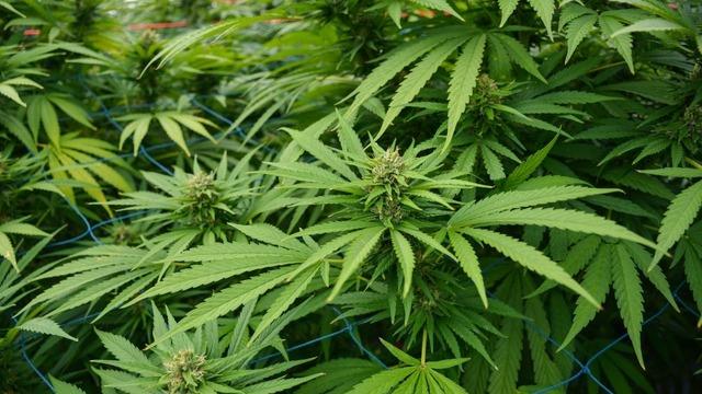 Kenevir yetiştiriciliğindeki yeni kararın avantajları neler?