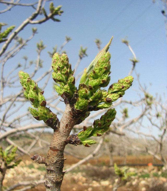 Antep fıstığı ağaçları bu yıl erken çiçek açtı