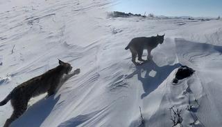 Karlıova&rsquo;da nesli t&uuml;kenme tehlikesi altındaki vaşak g&ouml;r&uuml;nt&uuml;lendi