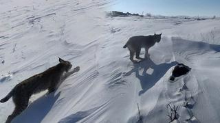 Karlıova’da nesli tükenme tehlikesi altındaki vaşak görüntülendi
