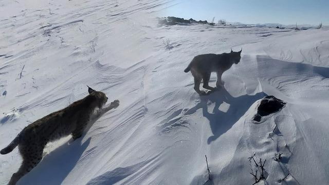 Karlıova’da nesli tükenme tehlikesi altındaki vaşak görüntülendi