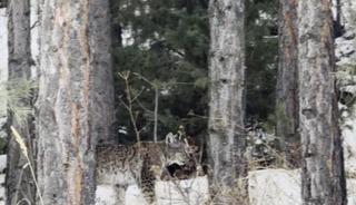 Erzurum&rsquo;da nesli tehdit altındaki vaşak g&ouml;r&uuml;nt&uuml;lendi