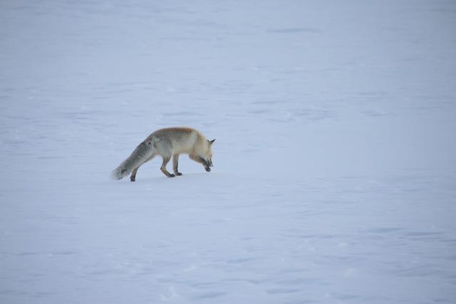 Erzurum ve Ardahan da kar, Kars ta soğuk hava etkili oluyor 1