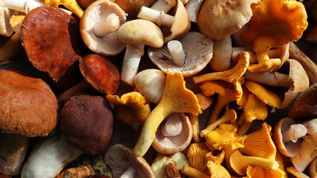 Pazarda satılıyor, yiyenler küçük insanlar görüyor! Bu mantar hastanelik ediyor