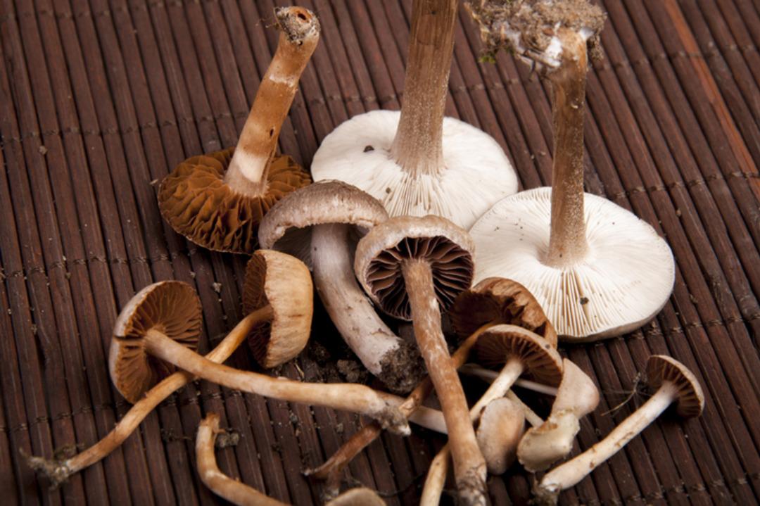 Pazarda satılıyor, yiyenler k&uuml;&ccedil;&uuml;k insanlar g&ouml;r&uuml;yor! Bu mantar hastanelik ediyor 2