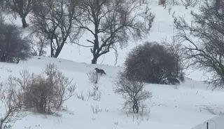 Gerc&uuml;ş kırsalına inen kurt paniğe neden oldu