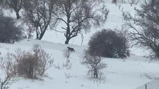 Gercüş kırsalına inen kurt paniğe neden oldu