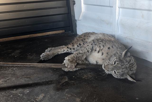 Sivas ta arazide yaralı halde bulunan vaşak tedavi altına alındı 2