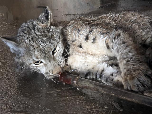 Sivas ta arazide yaralı halde bulunan vaşak tedavi altına alındı 1
