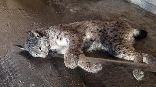 Sivas'ta arazide yaralı halde bulunan vaşak tedavi altına alındı