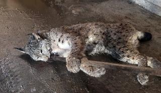 Sivas'ta arazide yaralı halde bulunan vaşak tedavi altına alındı