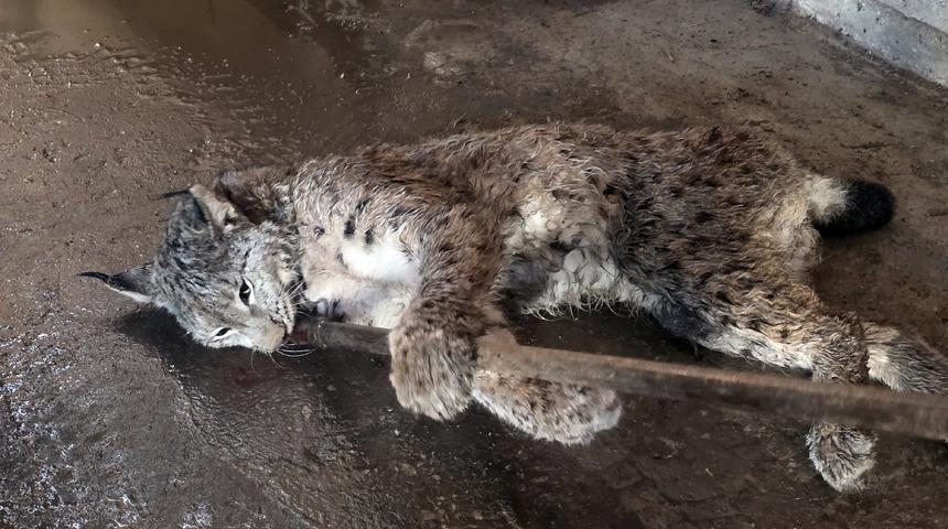 Sivas'ta arazide yaralı halde bulunan vaşak tedavi altına alındı