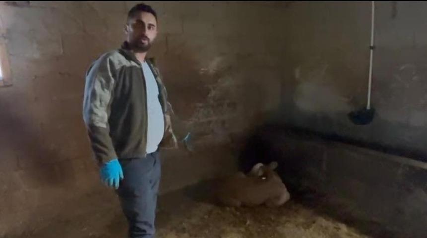 Yozgat'ta ahırlara yıldırım d&uuml;şt&uuml;, hayvanlar telef oldu