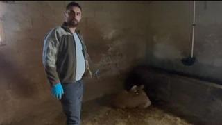 Yozgat'ta ahırlara yıldırım düştü, hayvanlar telef oldu