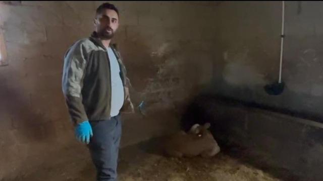 Yozgat'ta ahırlara yıldırım düştü, hayvanlar telef oldu