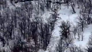 Elazığ’da domuz sürüsünü ’ordu geliyor’ diye kayda aldı