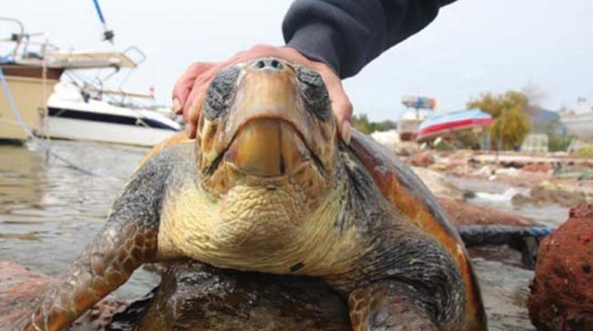 Muğla'da karaya vurdu! G&ouml;renler şoke oldu