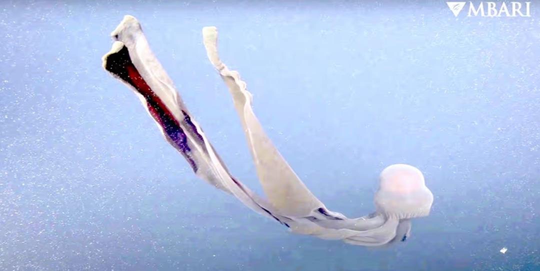 Bilim kurgu gibi! Otob&uuml;s b&uuml;y&uuml;kl&uuml;ğ&uuml;nde kolları var "Hayalet Denizanası" 3