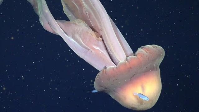 Bilim kurgu gibi! Otobüs büyüklüğünde kolları var Hayalet Denizanası