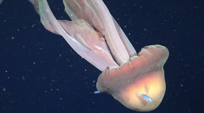 Bilim kurgu gibi! Otob&uuml;s b&uuml;y&uuml;kl&uuml;ğ&uuml;nde kolları var "Hayalet Denizanası"