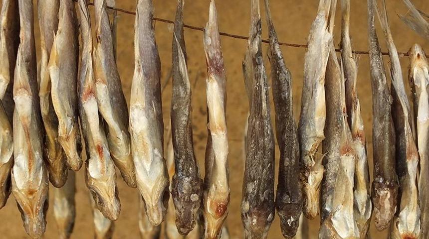 Ölüme bile yol açıyor: Kokmuş balığı böyle yiyorlar