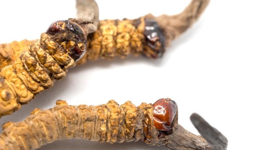 Astımdan kansere kadar deva: Kilosu tam 20 bin dolar