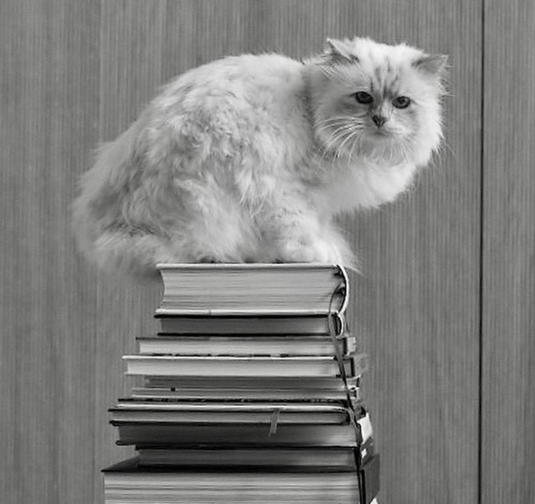 Kedi kıskandıran servet: Karl Lagerfeld&rsquo;in 270 milyon dolarlık mirası ortalığı karıştırdı! 1