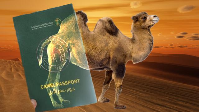 Devenin olur mu demeyin! Milyonlarca pasaport çıkacak: O ülkede şaşkına çeviren uygulama