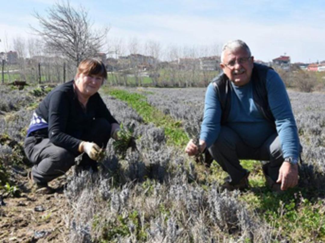 O kadar karlı ki Bulgaristan'dan lavanta &uuml;retmek i&ccedil;in geldiler