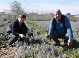 O kadar karlı ki Bulgaristan'dan lavanta üretmek için geldiler