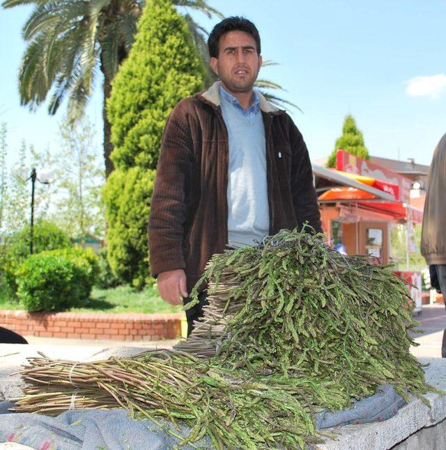 Aydın’da kedirgen otu garibana iş, zengine aş oldu