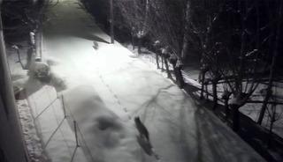 Sivas'ta korkutan g&ouml;r&uuml;nt&uuml;: Kurtlar mahalleye indi!