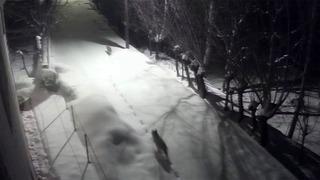 Sivas'ta korkutan görüntü: Kurtlar mahalleye indi!