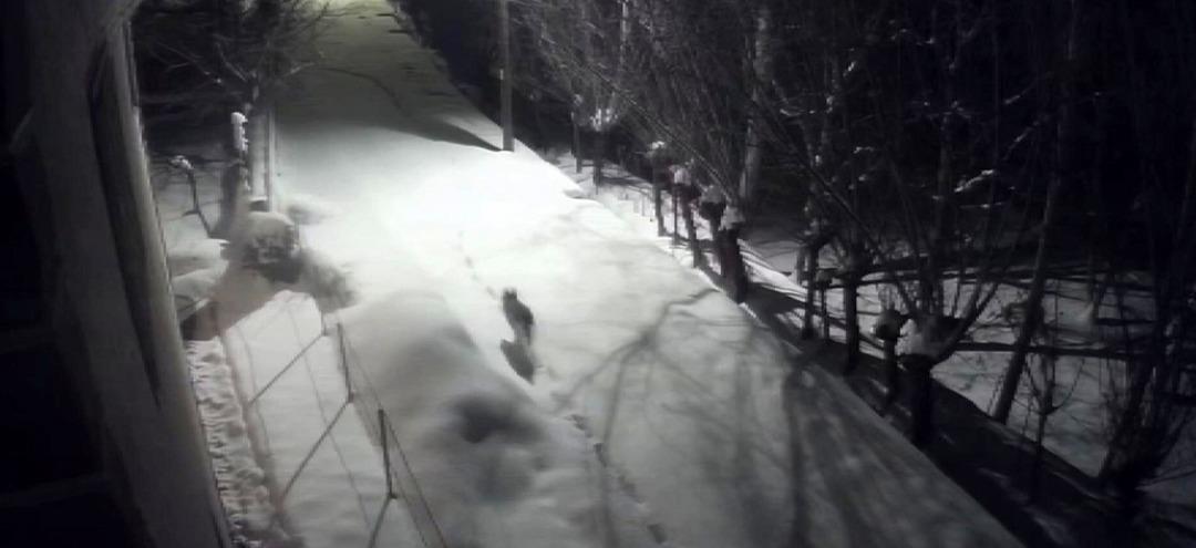 Sivas ta korkutan g&ouml;r&uuml;nt&uuml;: Kurtlar mahalleye indi! 2