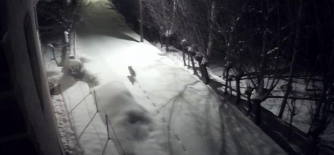 Sivas ta korkutan g&ouml;r&uuml;nt&uuml;: Kurtlar mahalleye indi! 1