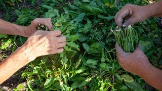 Yol kenarında yetişen bu sebze dünyanın en sağlıklısı seçildi!