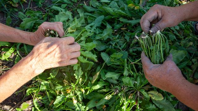 Yol kenarında yetişen bu sebze dünyanın en sağlıklısı seçildi!