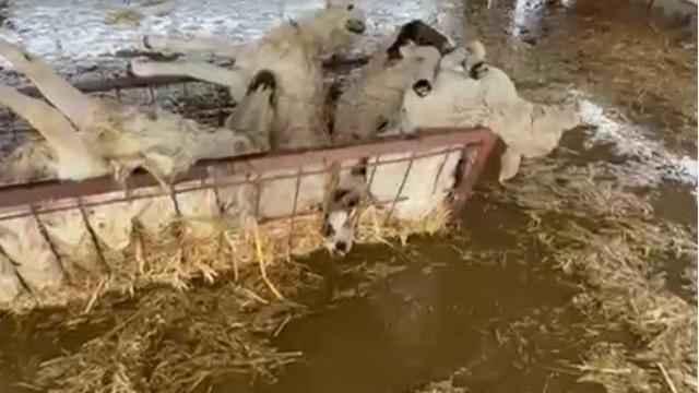Sular altında kalan hayvan damındaki koyunlar telef oldu