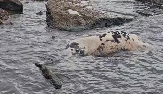 Yer: &Ccedil;anakkale! Sahile &ouml;l&uuml; inek vurdu