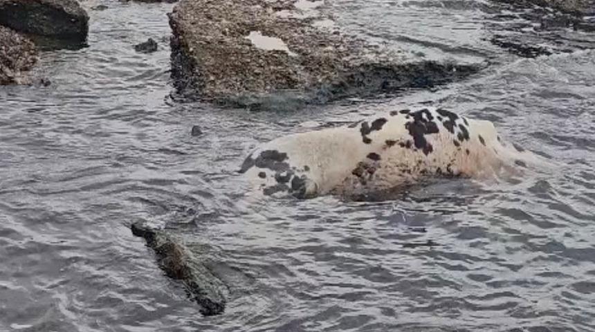 Yer: &Ccedil;anakkale! Sahile &ouml;l&uuml; inek vurdu
