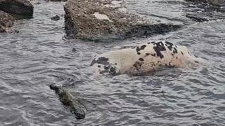 Yer: Çanakkale! Sahile ölü inek vurdu