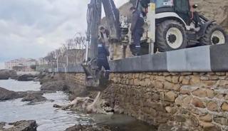 Gelibolu&rsquo;da &ouml;l&uuml; inek sahile vurdu