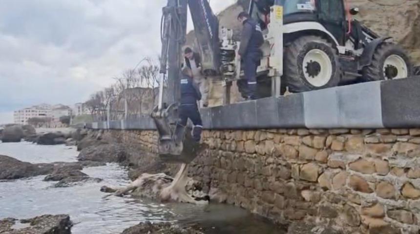 Gelibolu&rsquo;da &uuml;z&uuml;c&uuml; manzara: &Ouml;l&uuml; inek sahile vurdu