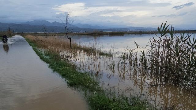 Aydın'da kurutma kanalı taştı, tarım arazileri göle döndü