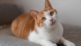 Kedi sahiplerinin %90'ı bunu bilmiyor: Sesinize değil bakın neye tepki veriyorlar